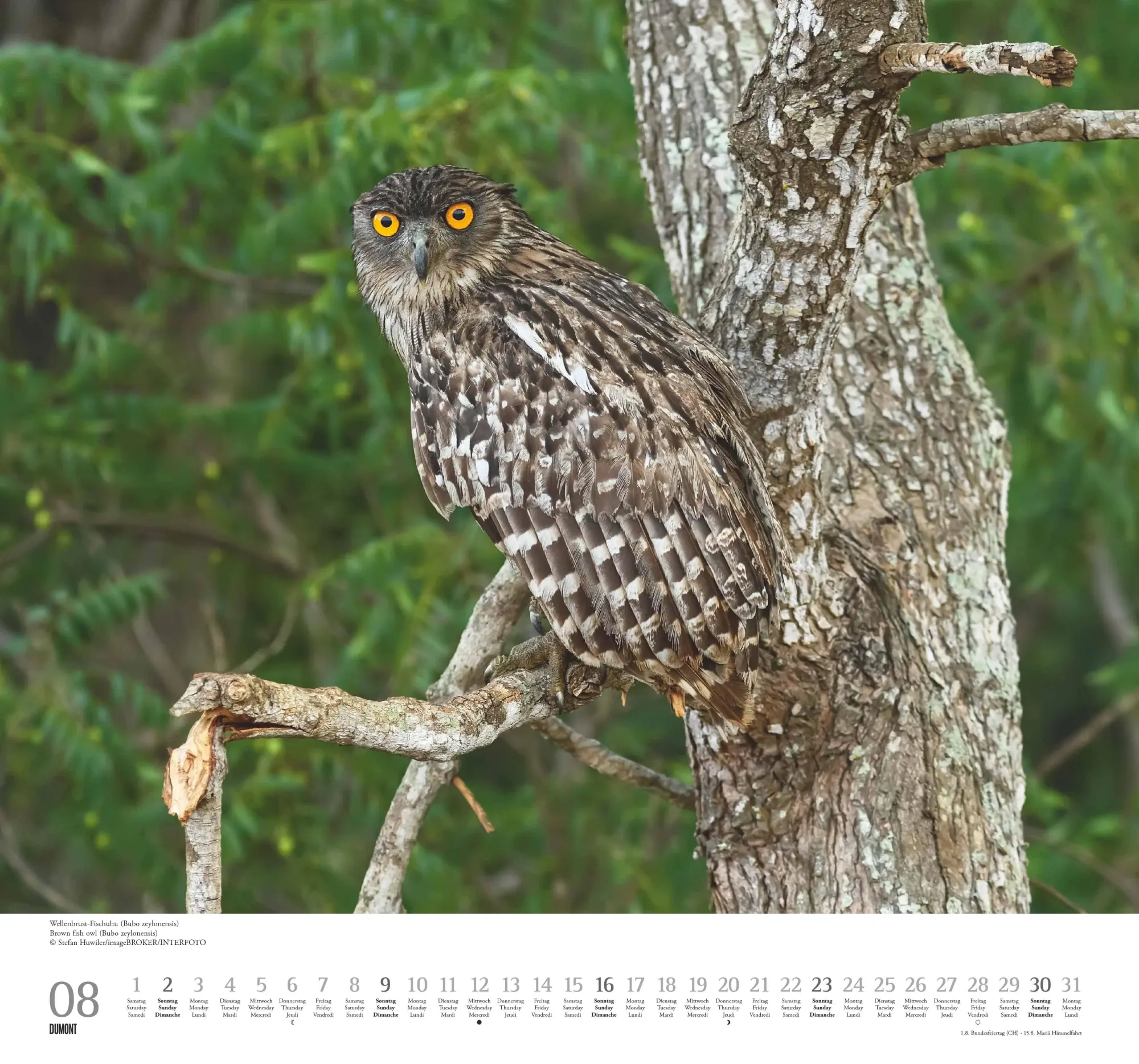 Bild: 4069095006102 | Geliebte Eulen 2026 - DUMONT Wandkalender - mit den wichtigsten...