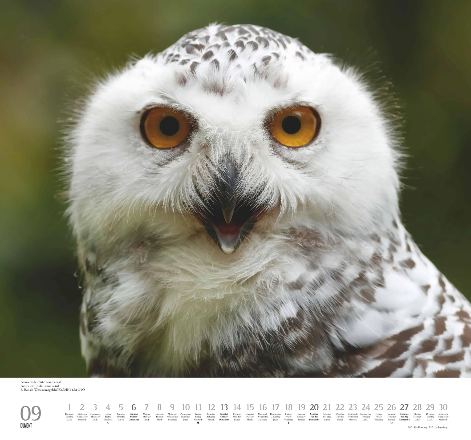 Bild: 4069095006102 | Geliebte Eulen 2026 - DUMONT Wandkalender - mit den wichtigsten...