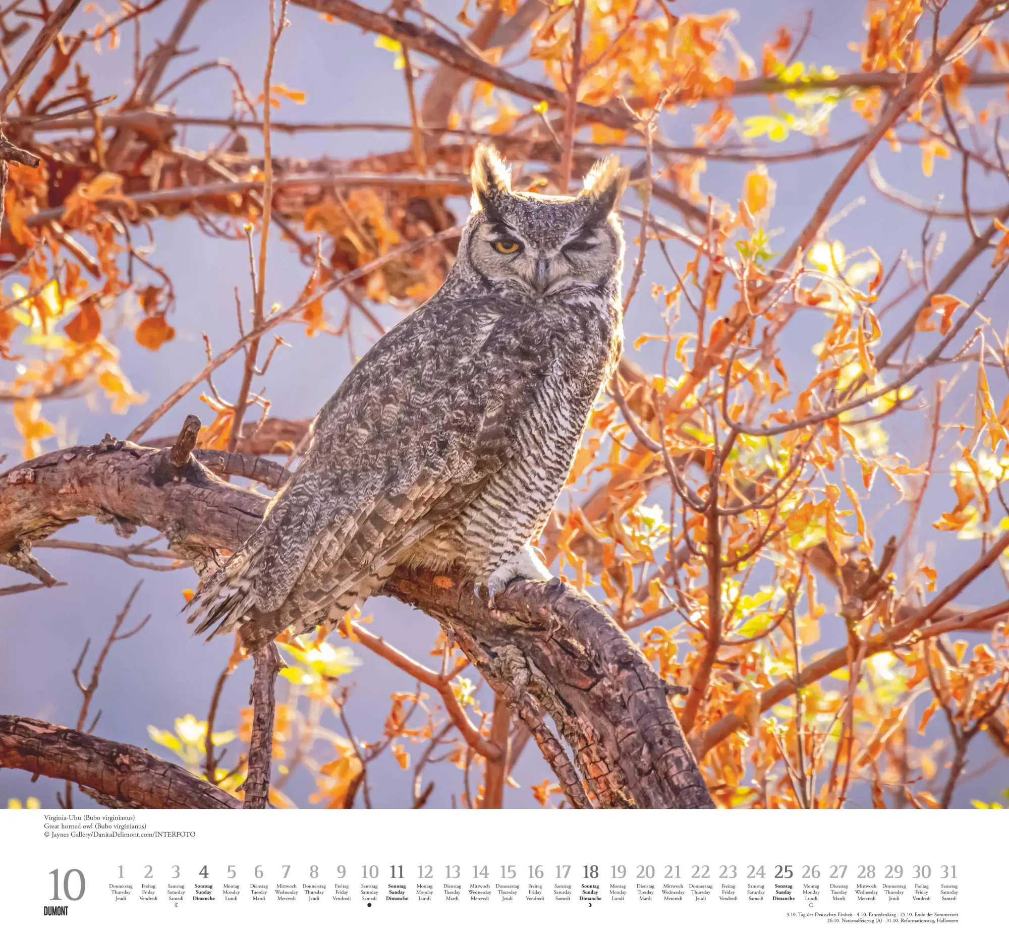 Bild: 4069095006102 | Geliebte Eulen 2026 - DUMONT Wandkalender - mit den wichtigsten...