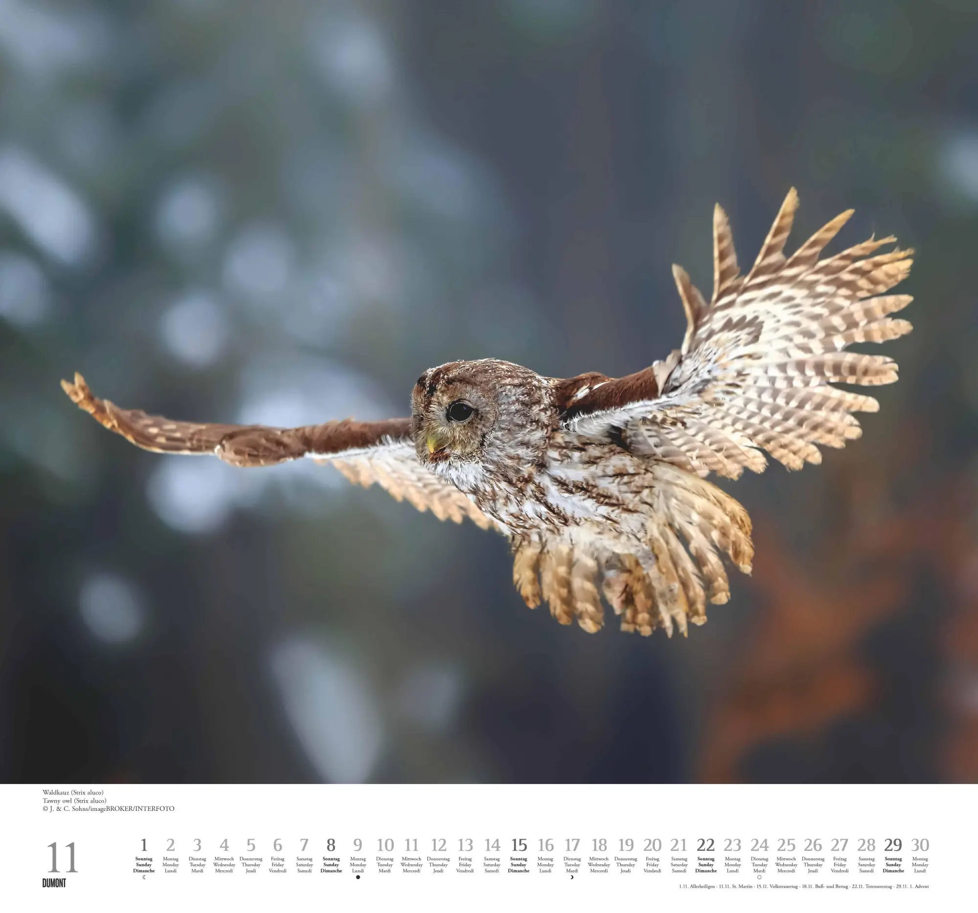 Bild: 4069095006102 | Geliebte Eulen 2026 - DUMONT Wandkalender - mit den wichtigsten...