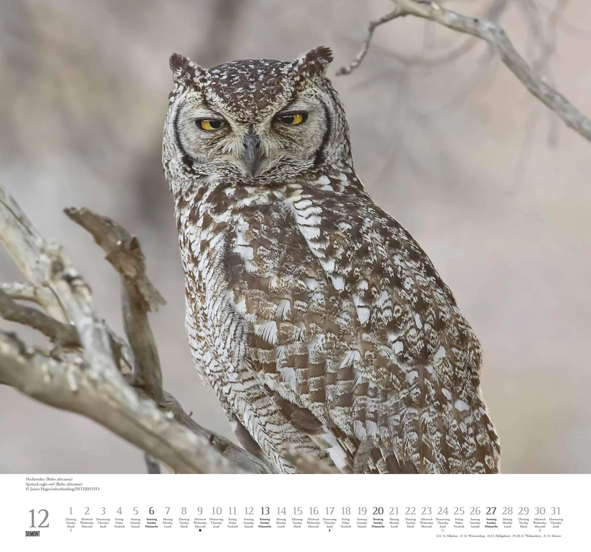 Bild: 4069095006102 | Geliebte Eulen 2026 - DUMONT Wandkalender - mit den wichtigsten...