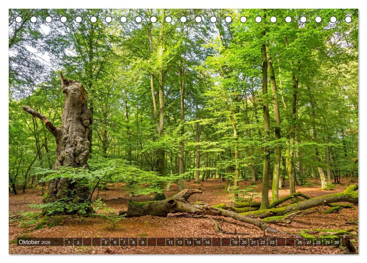 Bild: 9783457756102 | Impressionen von der Ostsee Fischland-Darß-Zingst (Tischkalender...