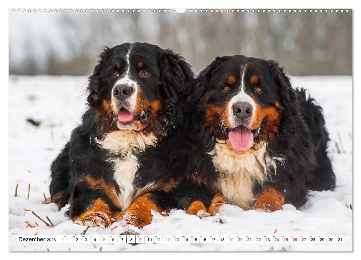 Bild: 9783457826102 | Ein Herz auf 4 Pfoten - Berner Sennenhund (Wandkalender 2026 DIN A2...
