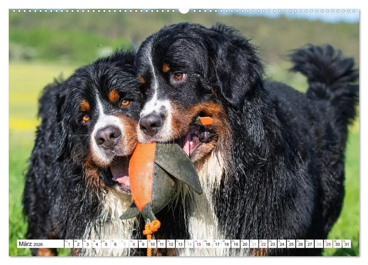 Bild: 9783457826102 | Ein Herz auf 4 Pfoten - Berner Sennenhund (Wandkalender 2026 DIN A2...