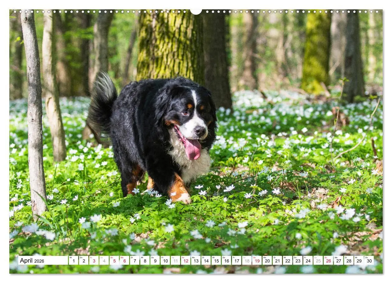 Bild: 9783457826102 | Ein Herz auf 4 Pfoten - Berner Sennenhund (Wandkalender 2026 DIN A2...