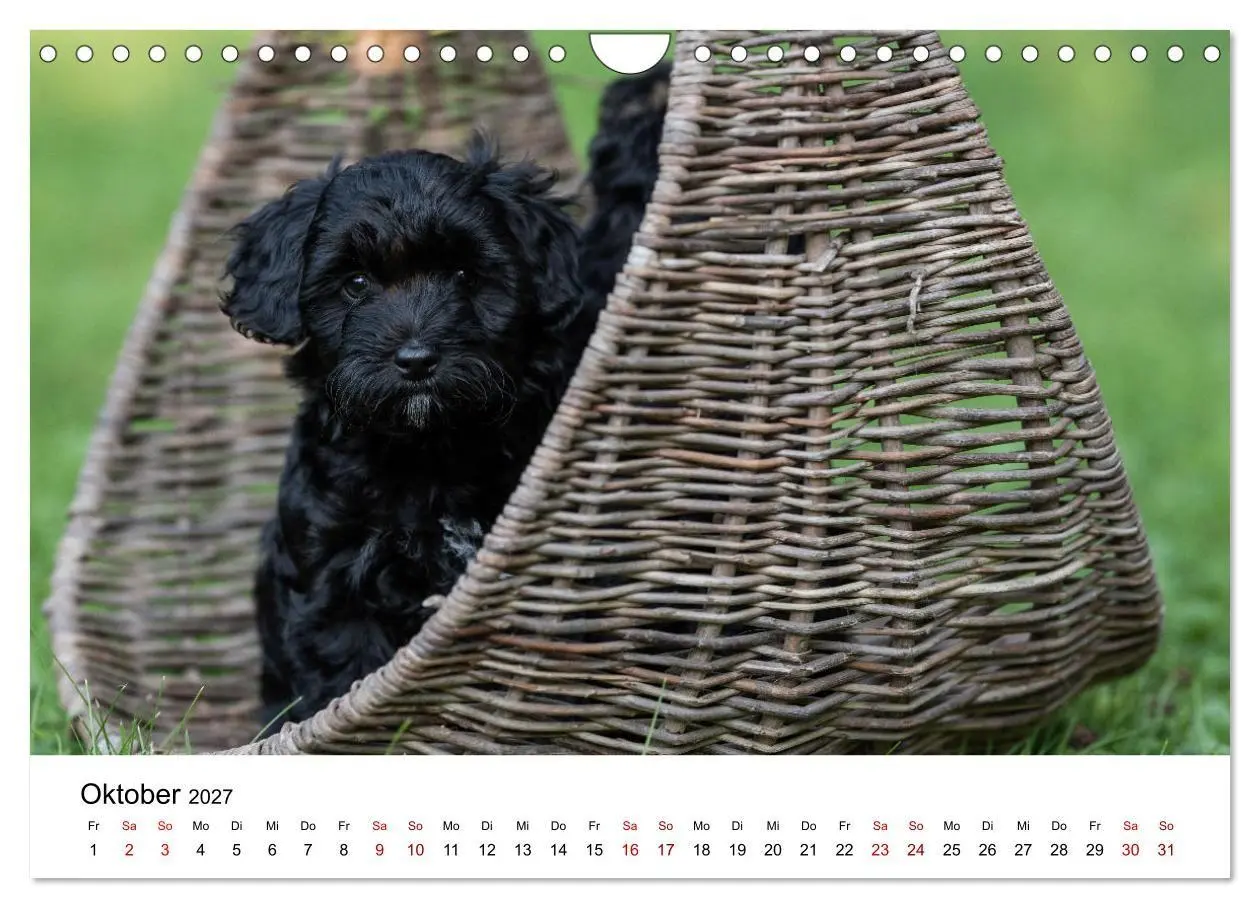 Bild: 9783569486102 | Maltipoo Welpen (Wandkalender 2027 DIN A4 quer), CALVENDO...