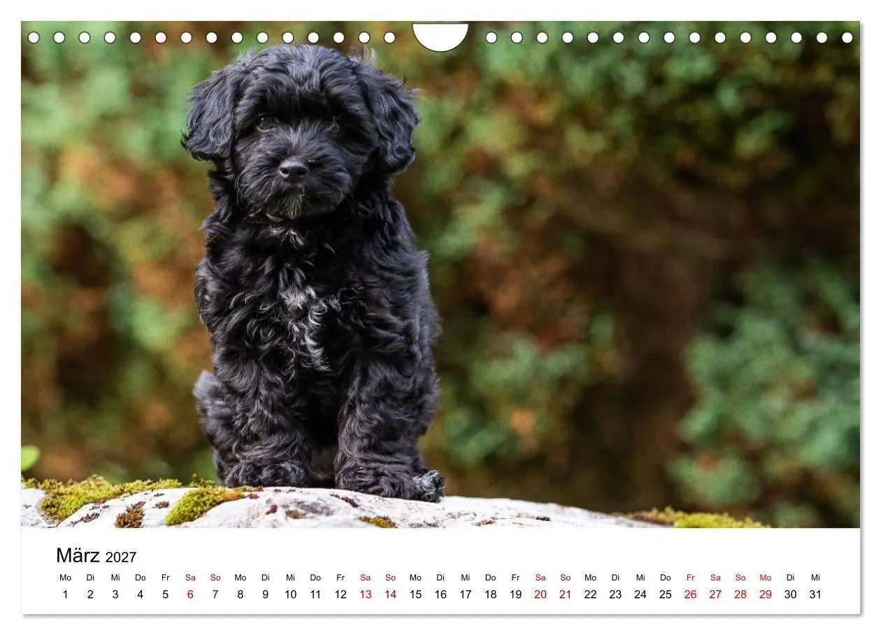 Bild: 9783569486102 | Maltipoo Welpen (Wandkalender 2027 DIN A4 quer), CALVENDO...