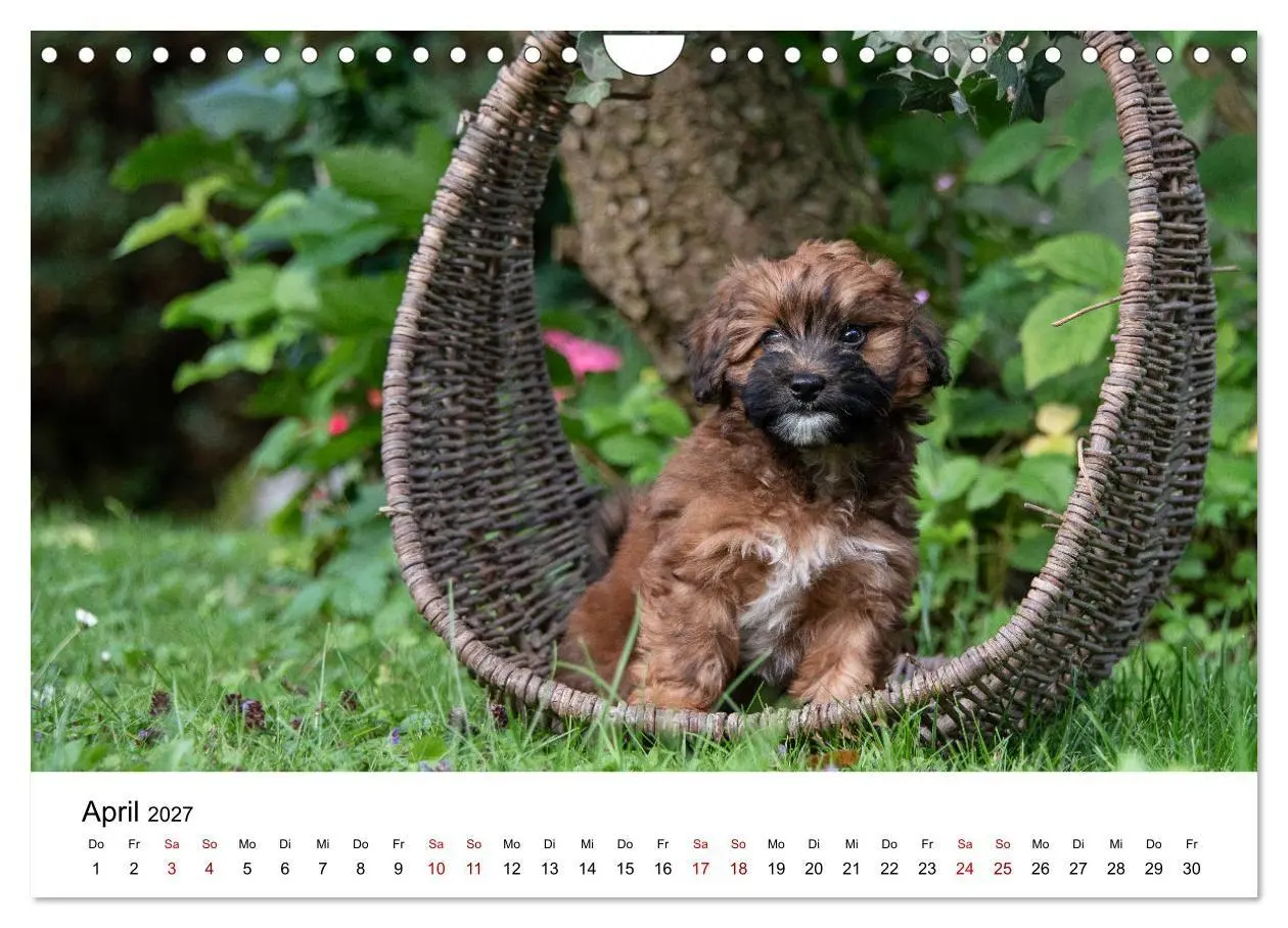 Bild: 9783569486102 | Maltipoo Welpen (Wandkalender 2027 DIN A4 quer), CALVENDO...