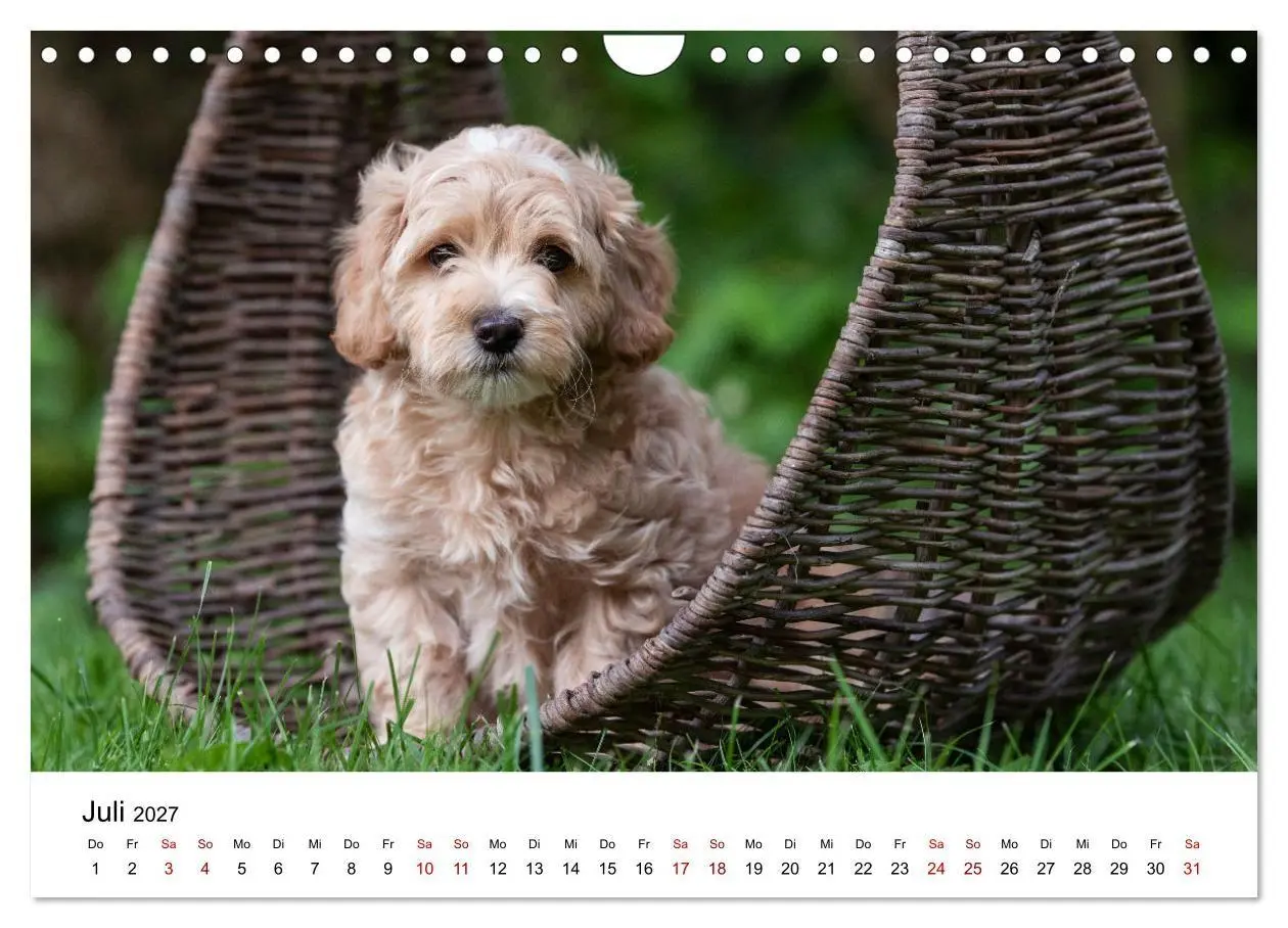 Bild: 9783569486102 | Maltipoo Welpen (Wandkalender 2027 DIN A4 quer), CALVENDO...