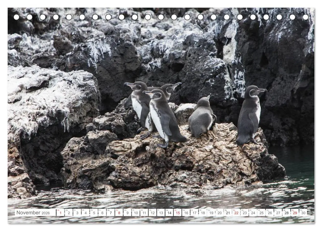 Bild: 9783516076202 | Galapagos. Verzauberte Inseln (Tischkalender 2026 DIN A5 quer),...