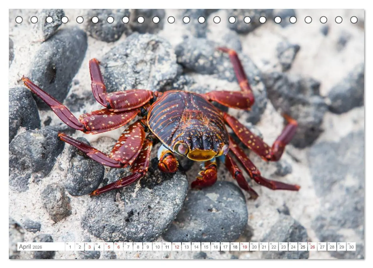 Bild: 9783516076202 | Galapagos. Verzauberte Inseln (Tischkalender 2026 DIN A5 quer),...