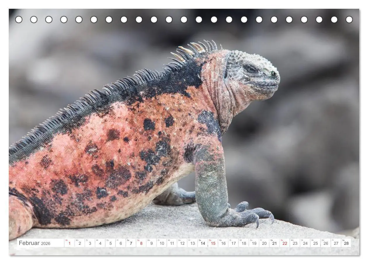Bild: 9783516076202 | Galapagos. Verzauberte Inseln (Tischkalender 2026 DIN A5 quer),...