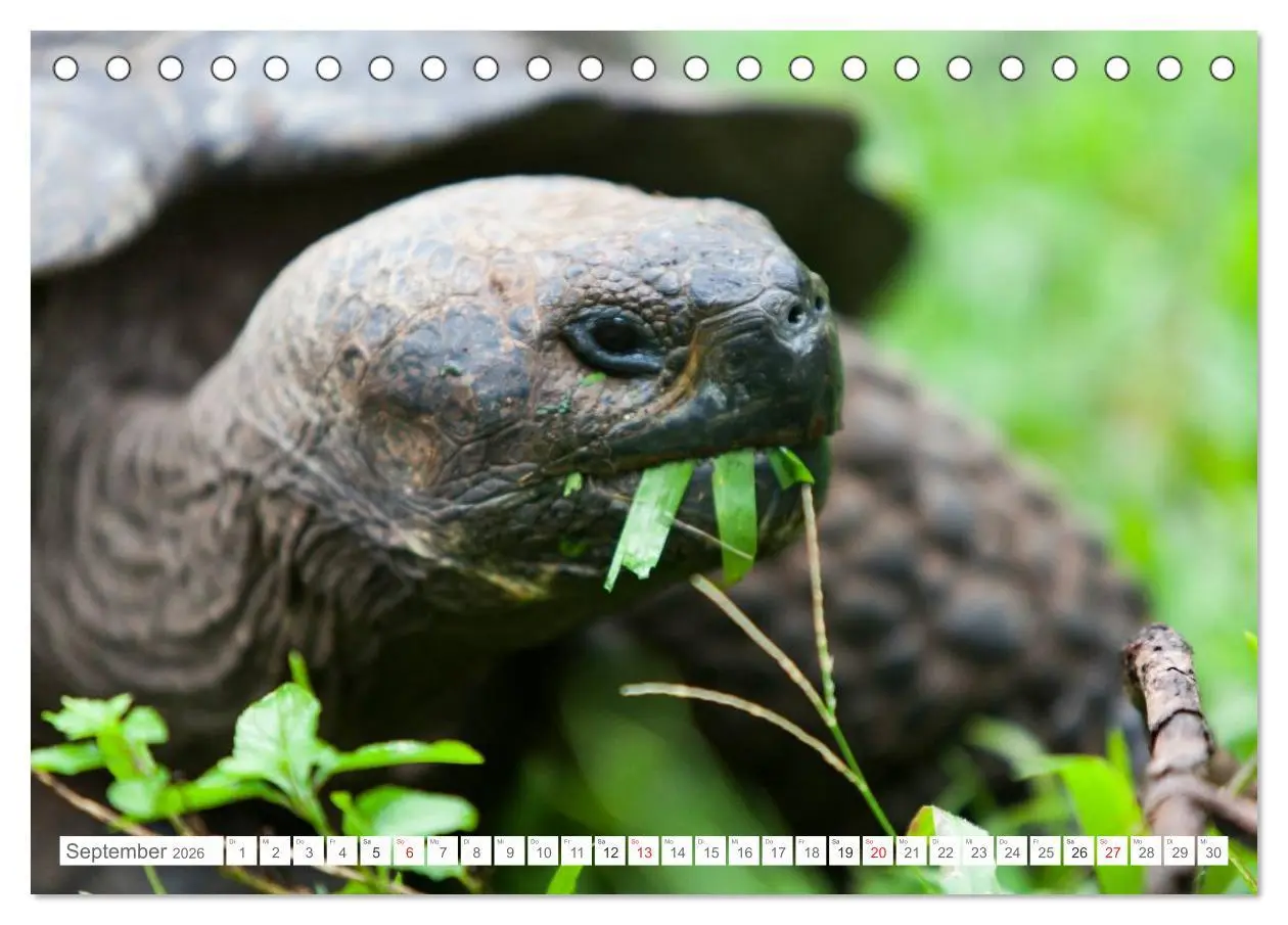 Bild: 9783516076202 | Galapagos. Verzauberte Inseln (Tischkalender 2026 DIN A5 quer),...