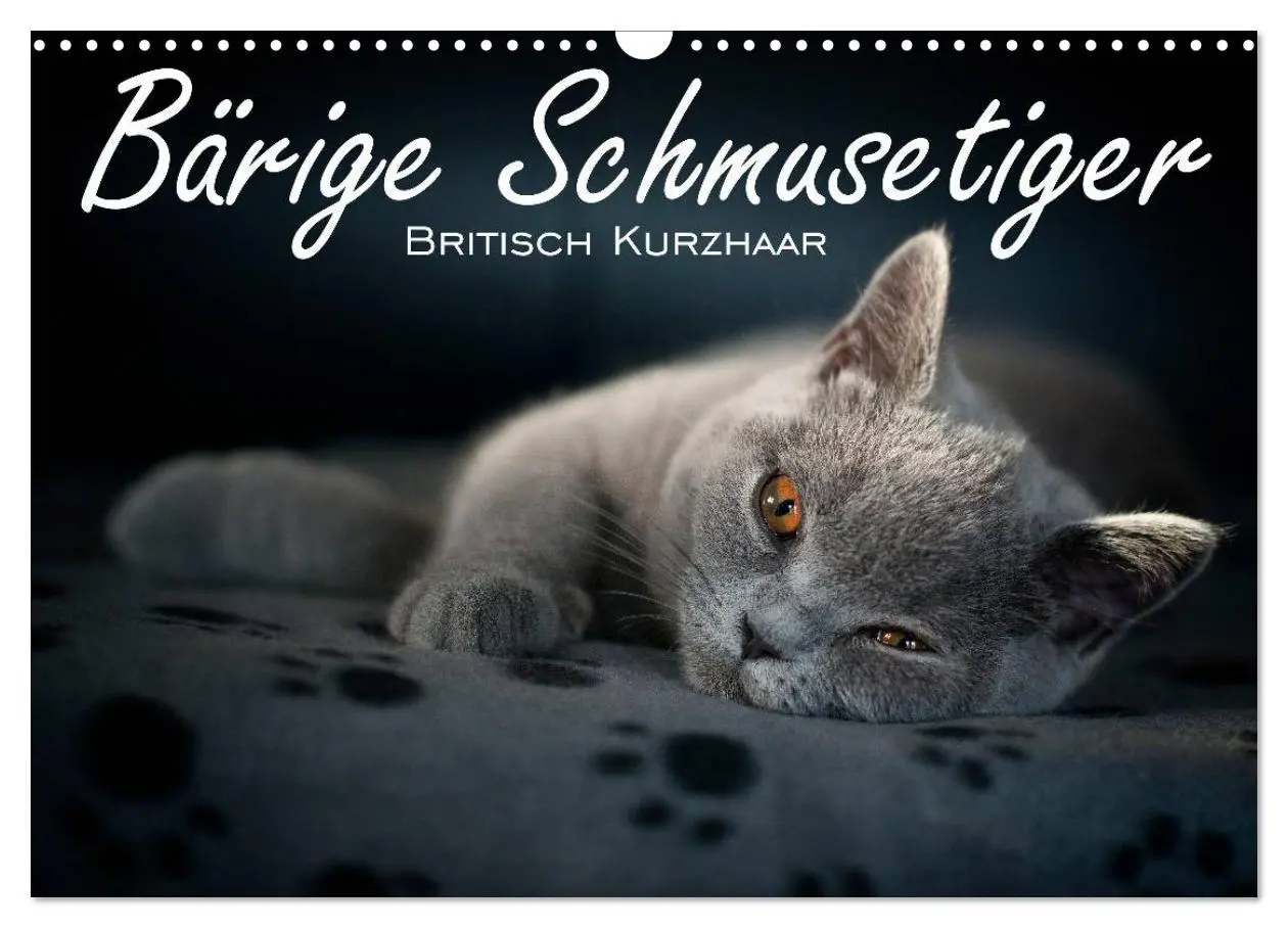 Cover: 9783516146202 | Bärige Schmusetiger - Britisch Kurzhaar / CH-Version (Wandkalender...