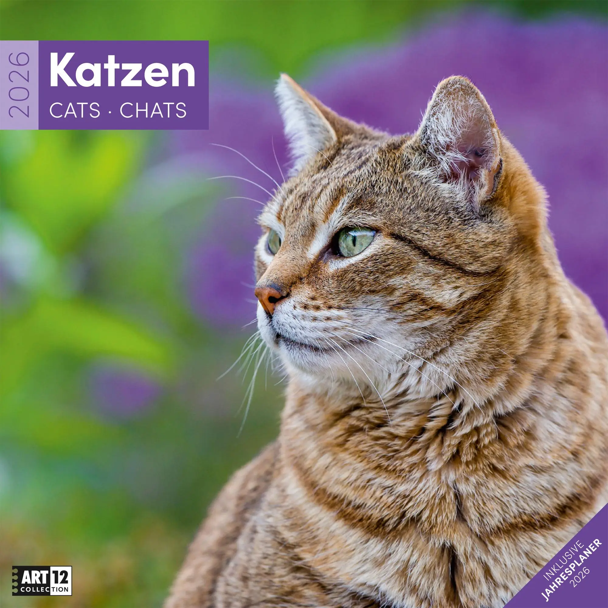 Cover: 9783838446202 | Katzen Kalender 2026 - 30x30 | Ackermann Kunstverlag GmbH | Kalender