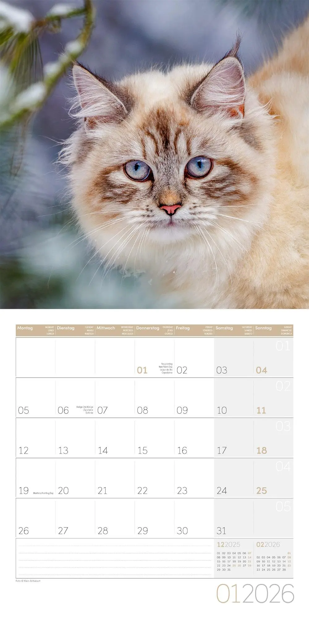 Bild: 9783838446202 | Katzen Kalender 2026 - 30x30 | Ackermann Kunstverlag GmbH | Kalender