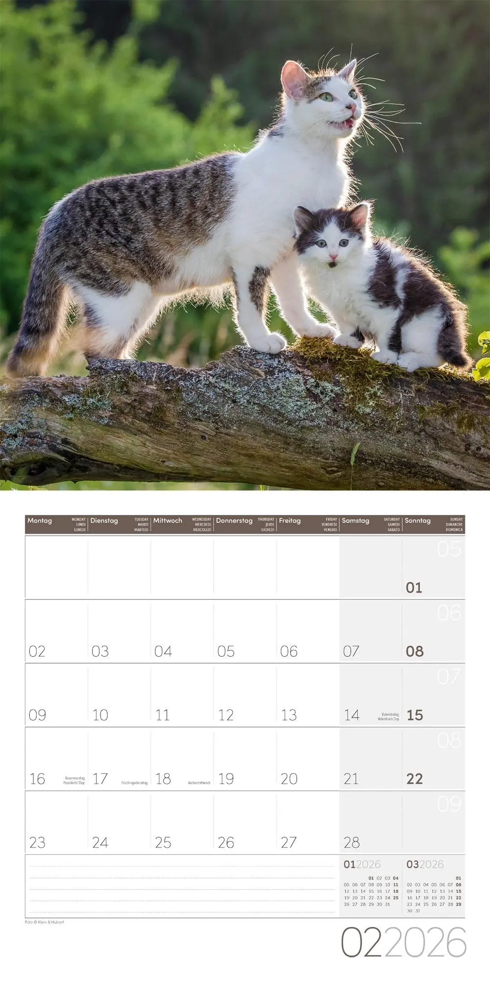 Bild: 9783838446202 | Katzen Kalender 2026 - 30x30 | Ackermann Kunstverlag GmbH | Kalender