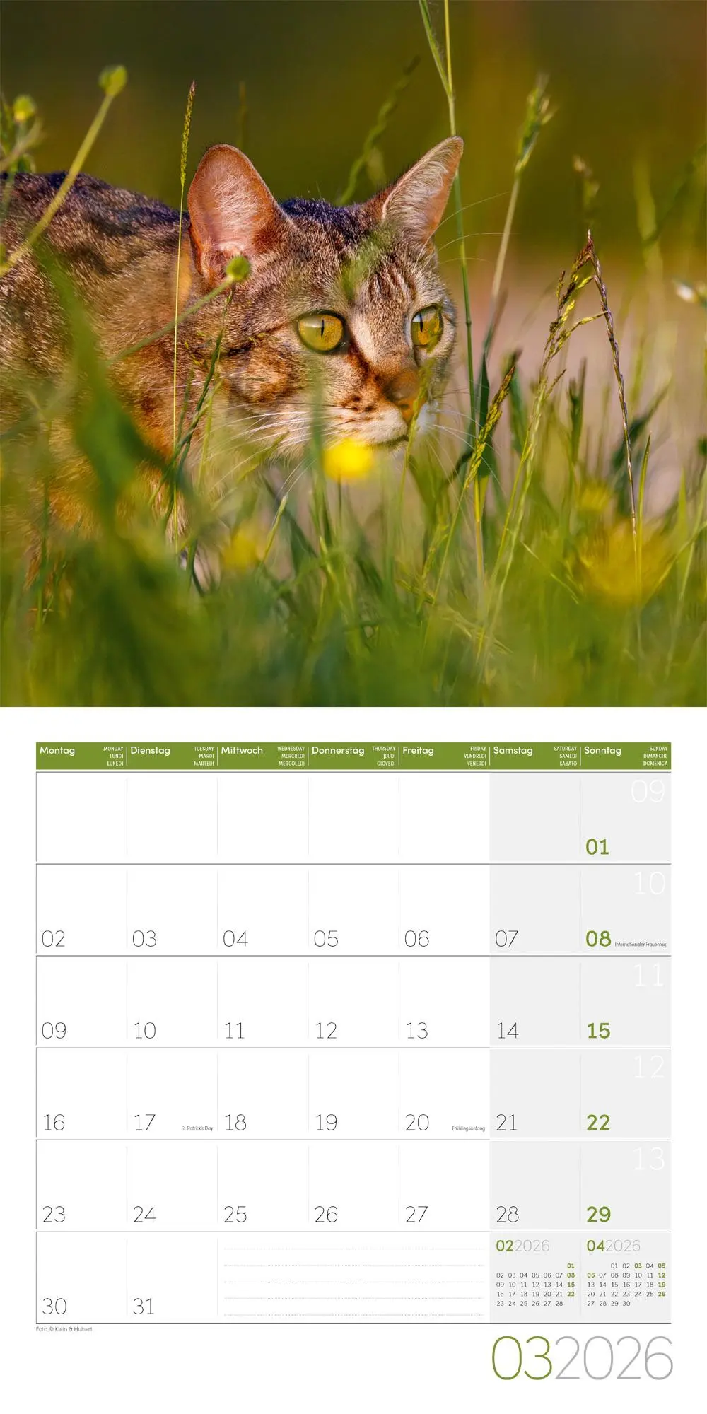 Bild: 9783838446202 | Katzen Kalender 2026 - 30x30 | Ackermann Kunstverlag GmbH | Kalender