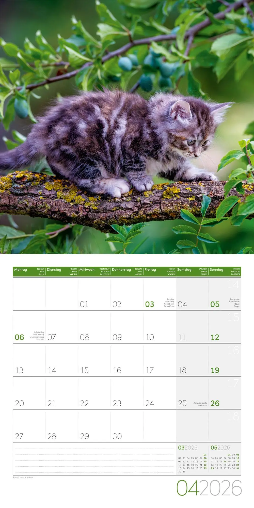 Bild: 9783838446202 | Katzen Kalender 2026 - 30x30 | Ackermann Kunstverlag GmbH | Kalender