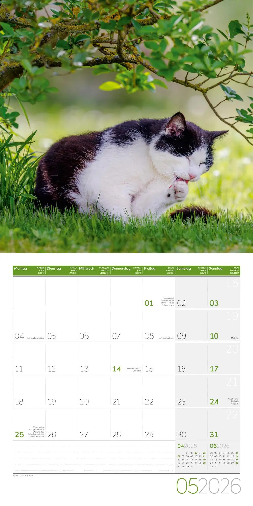 Bild: 9783838446202 | Katzen Kalender 2026 - 30x30 | Ackermann Kunstverlag GmbH | Kalender