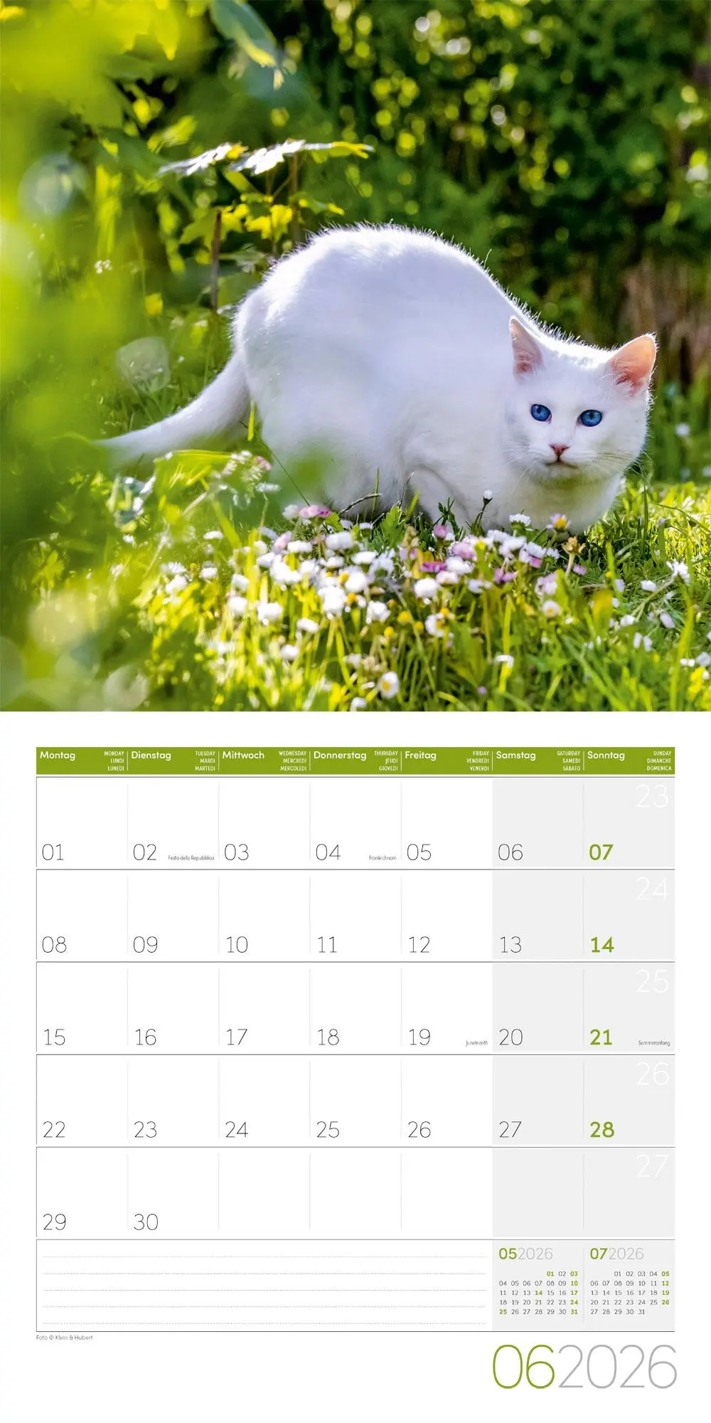 Bild: 9783838446202 | Katzen Kalender 2026 - 30x30 | Ackermann Kunstverlag GmbH | Kalender
