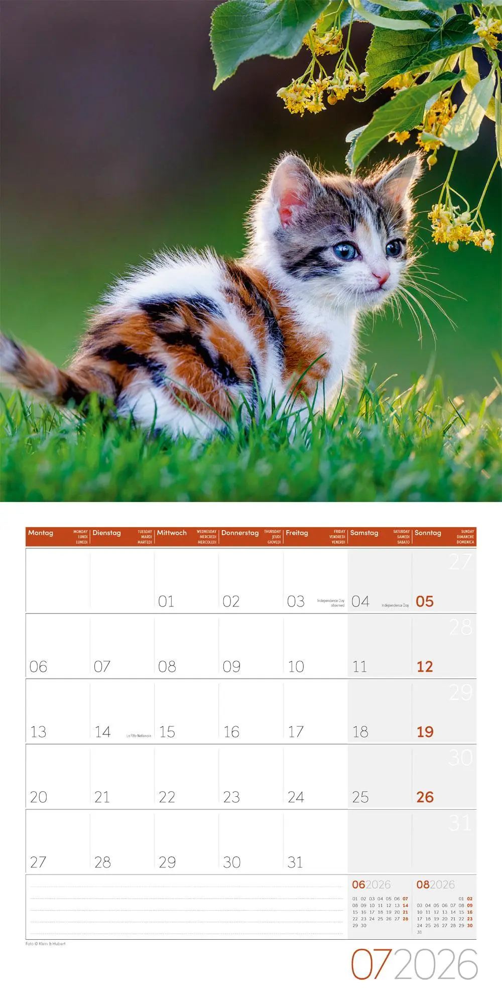 Bild: 9783838446202 | Katzen Kalender 2026 - 30x30 | Ackermann Kunstverlag GmbH | Kalender