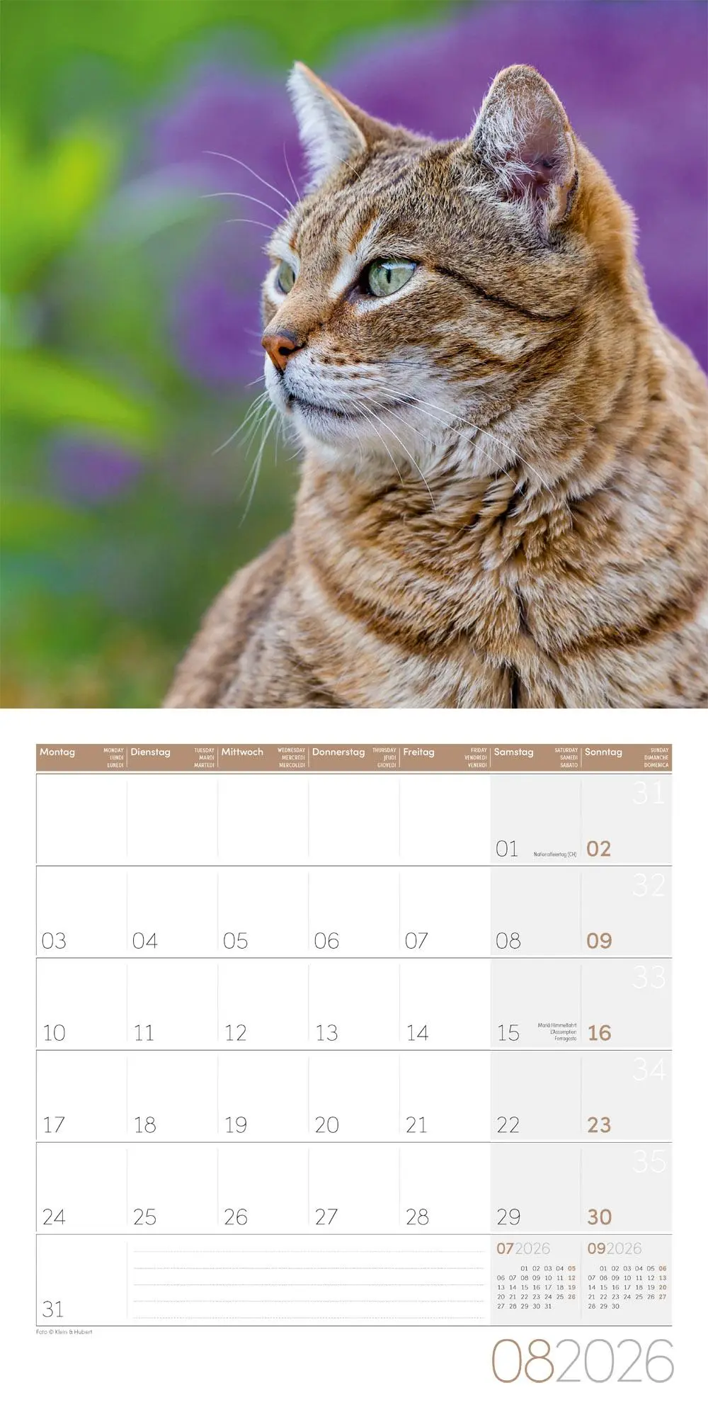 Bild: 9783838446202 | Katzen Kalender 2026 - 30x30 | Ackermann Kunstverlag GmbH | Kalender