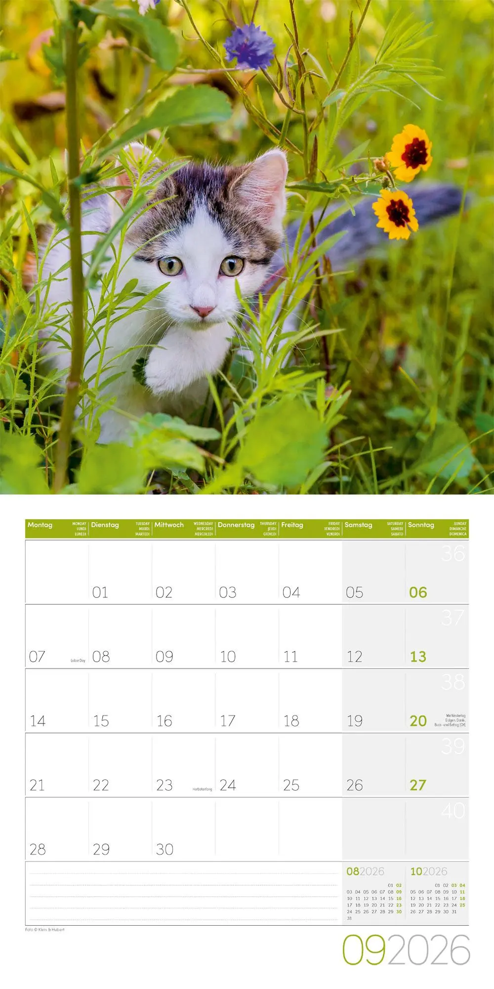 Bild: 9783838446202 | Katzen Kalender 2026 - 30x30 | Ackermann Kunstverlag GmbH | Kalender