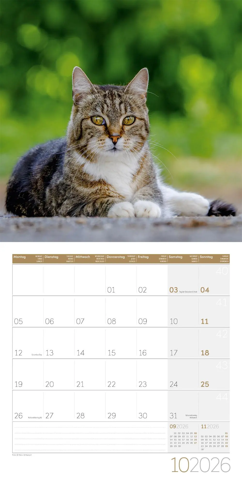 Bild: 9783838446202 | Katzen Kalender 2026 - 30x30 | Ackermann Kunstverlag GmbH | Kalender