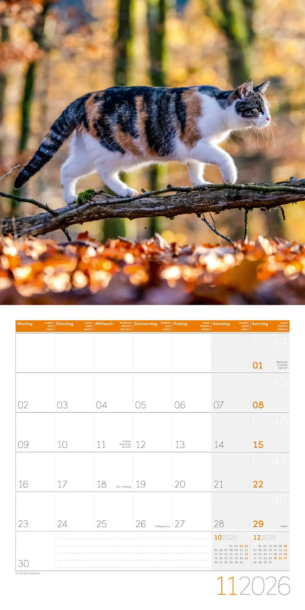Bild: 9783838446202 | Katzen Kalender 2026 - 30x30 | Ackermann Kunstverlag GmbH | Kalender