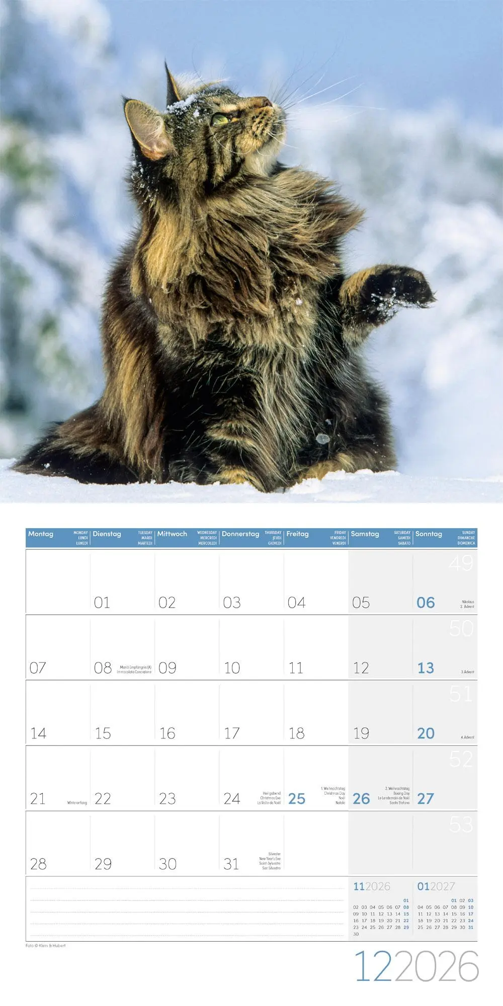 Bild: 9783838446202 | Katzen Kalender 2026 - 30x30 | Ackermann Kunstverlag GmbH | Kalender