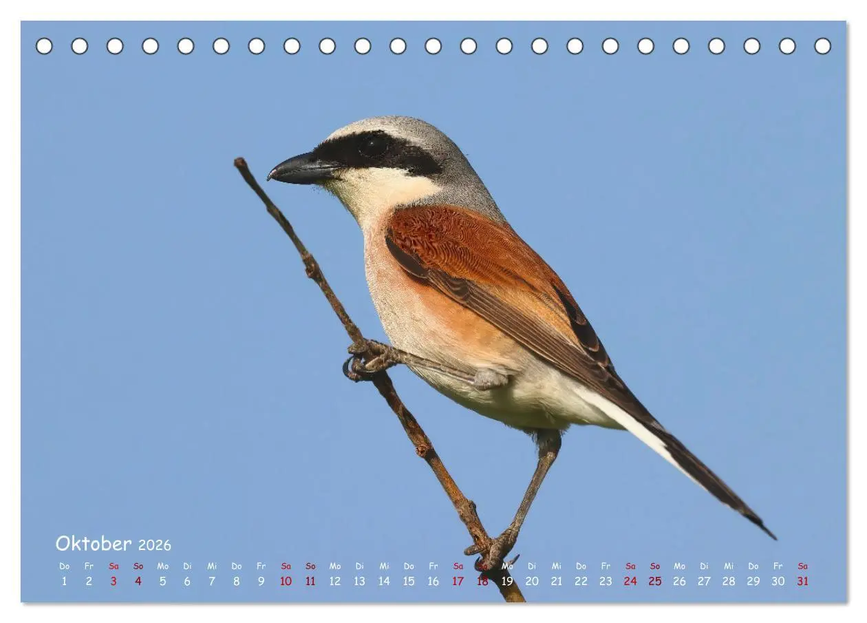 Bild: 9783457416402 | Wildvogelkalender (Tischkalender 2026 DIN A5 quer), CALVENDO...