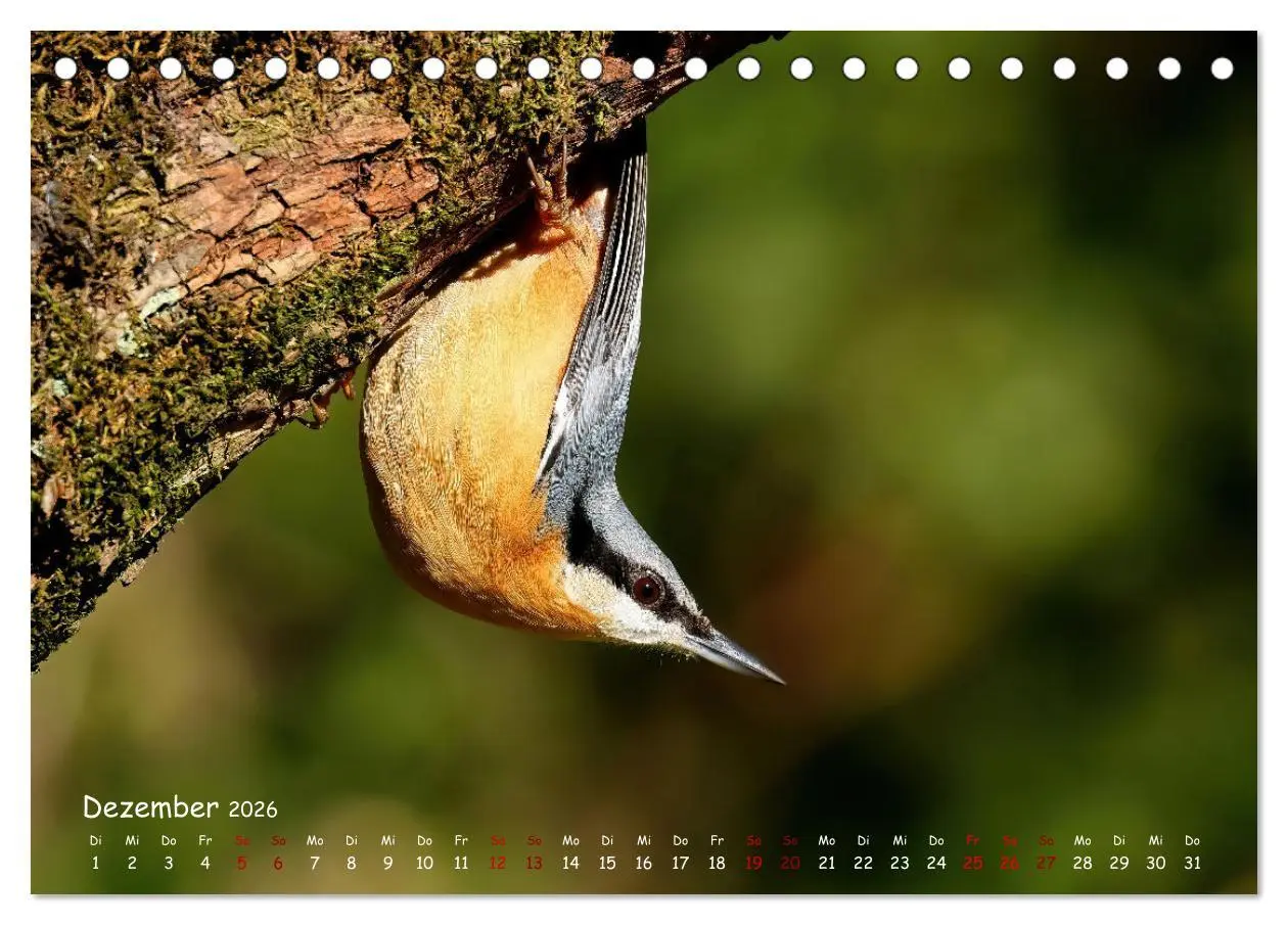 Bild: 9783457416402 | Wildvogelkalender (Tischkalender 2026 DIN A5 quer), CALVENDO...