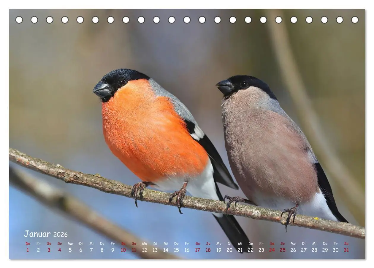 Bild: 9783457416402 | Wildvogelkalender (Tischkalender 2026 DIN A5 quer), CALVENDO...