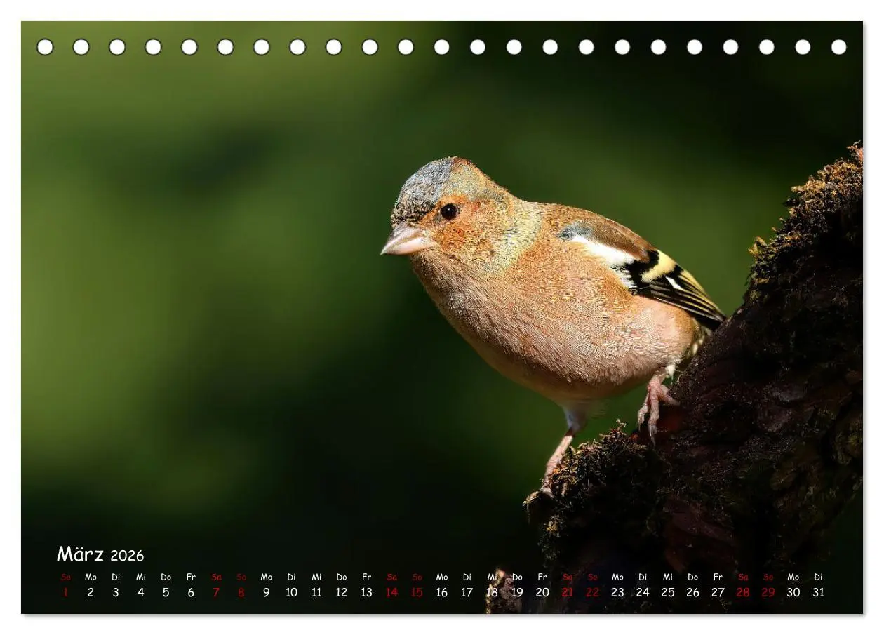 Bild: 9783457416402 | Wildvogelkalender (Tischkalender 2026 DIN A5 quer), CALVENDO...