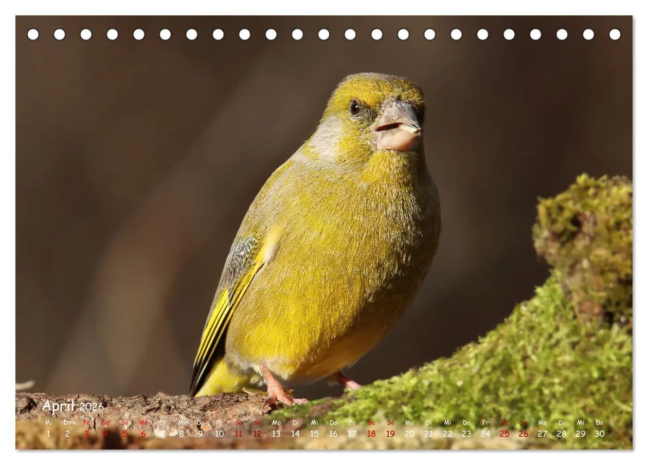 Bild: 9783457416402 | Wildvogelkalender (Tischkalender 2026 DIN A5 quer), CALVENDO...