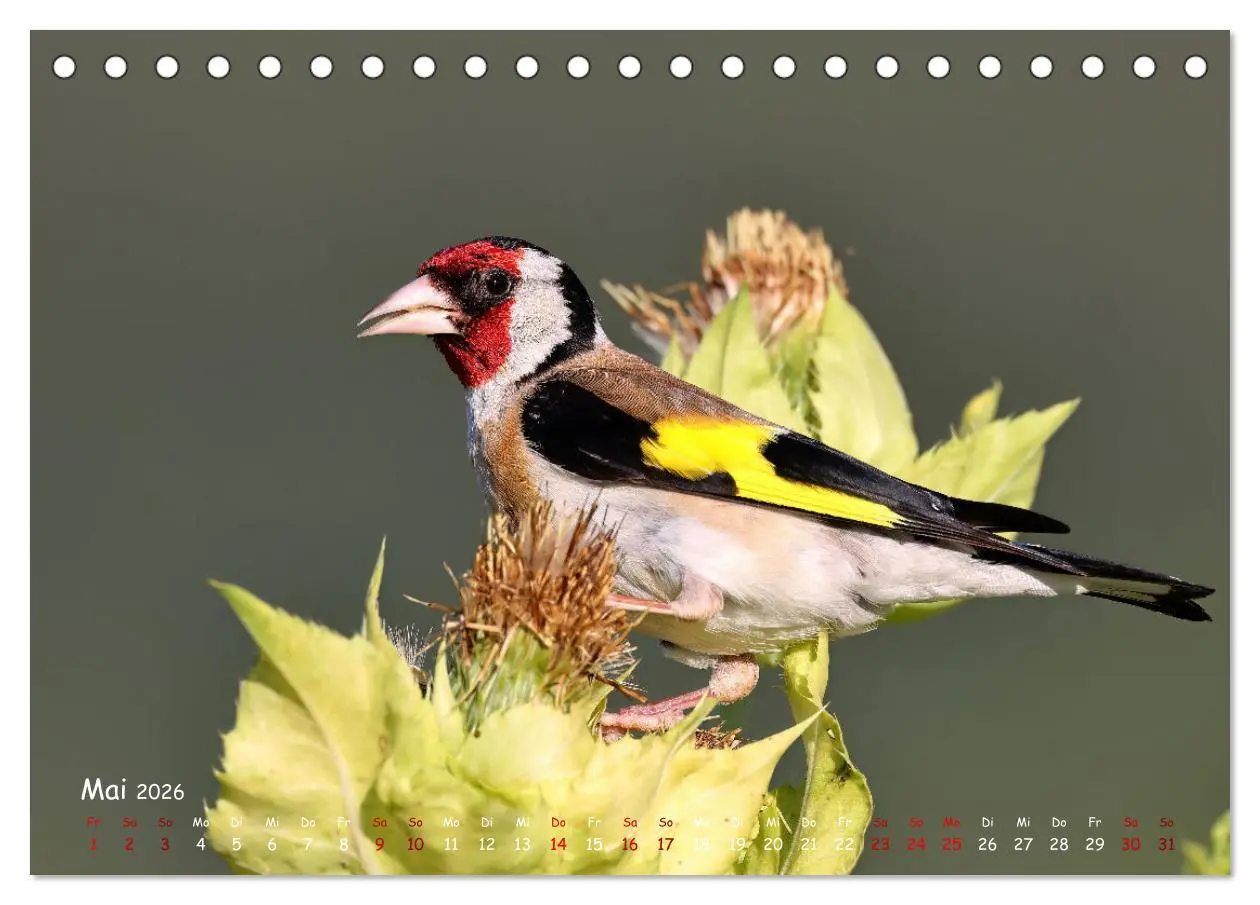 Bild: 9783457416402 | Wildvogelkalender (Tischkalender 2026 DIN A5 quer), CALVENDO...