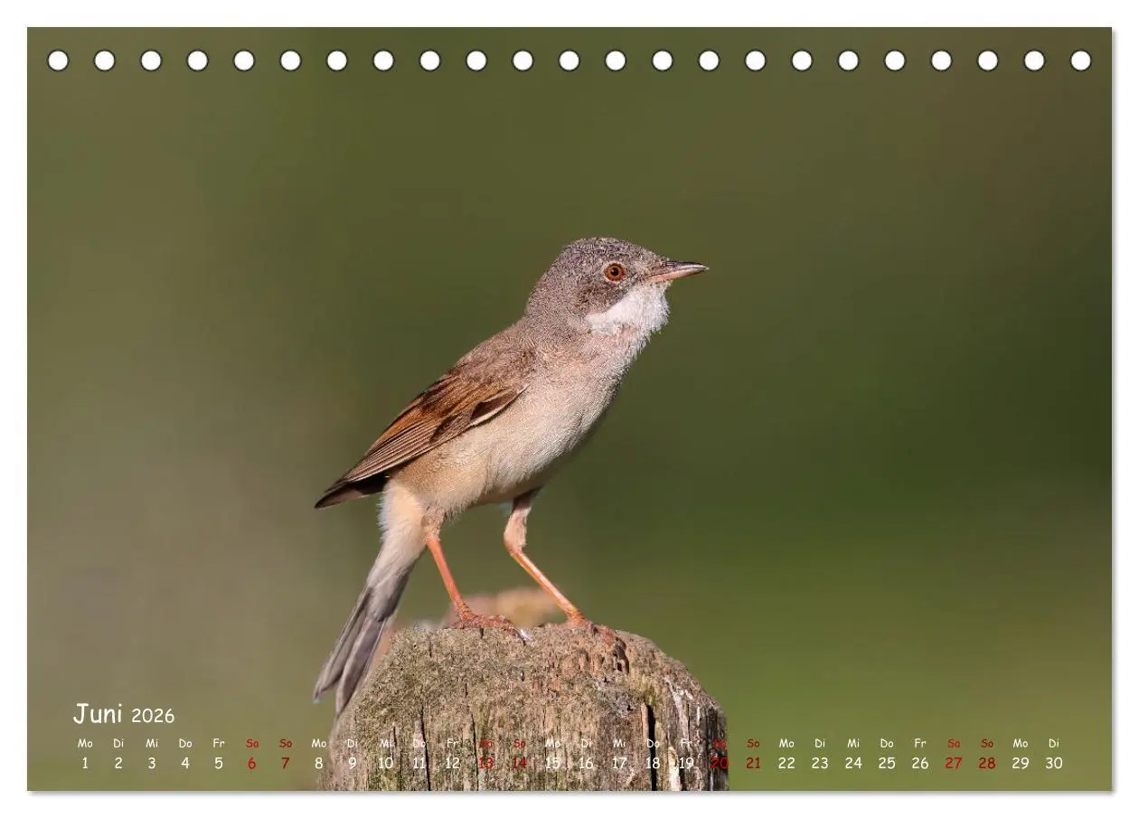 Bild: 9783457416402 | Wildvogelkalender (Tischkalender 2026 DIN A5 quer), CALVENDO...