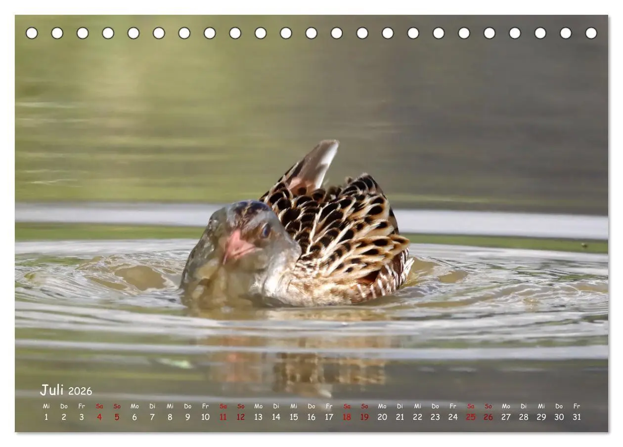 Bild: 9783457416402 | Wildvogelkalender (Tischkalender 2026 DIN A5 quer), CALVENDO...