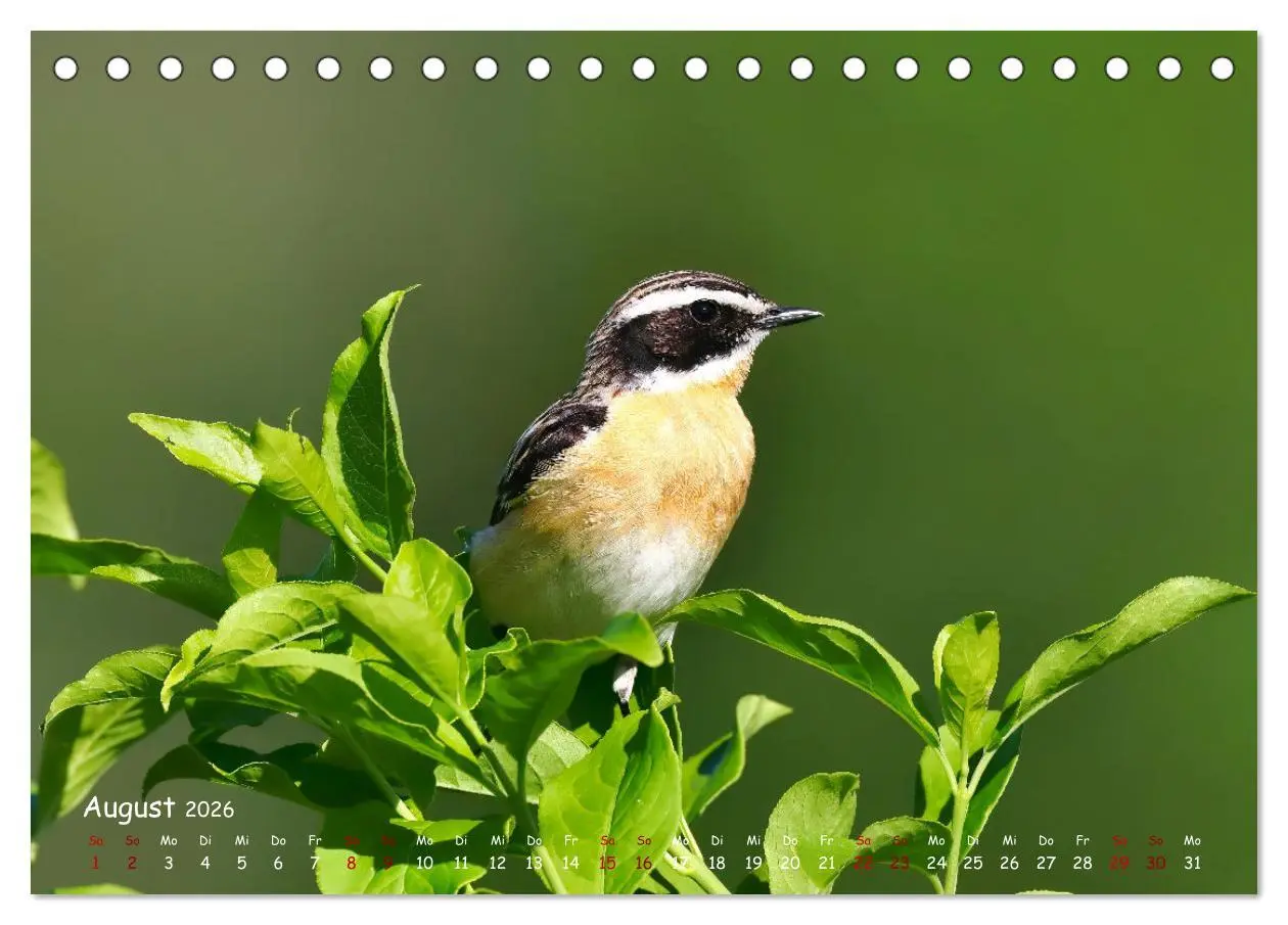 Bild: 9783457416402 | Wildvogelkalender (Tischkalender 2026 DIN A5 quer), CALVENDO...