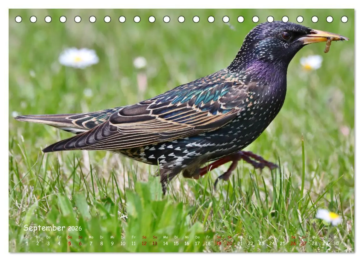 Bild: 9783457416402 | Wildvogelkalender (Tischkalender 2026 DIN A5 quer), CALVENDO...