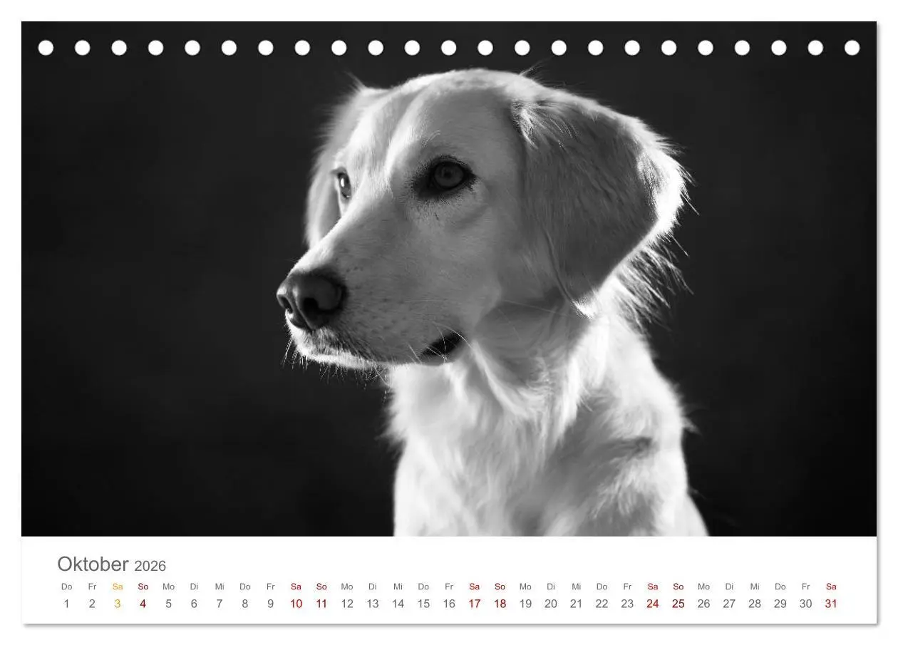 Bild: 9783457896402 | Hundeportraits Fine Art (Tischkalender 2026 DIN A5 quer), CALVENDO...