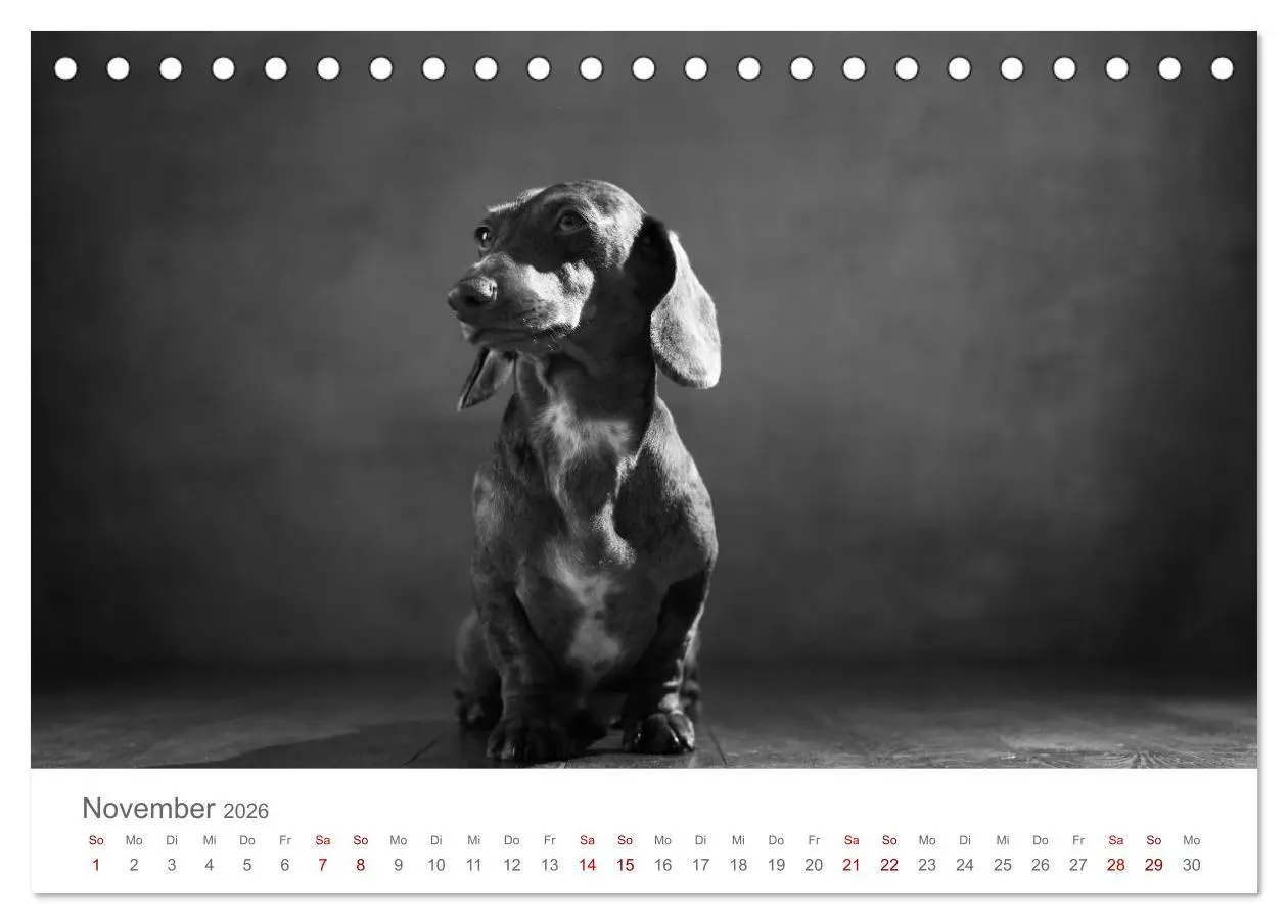Bild: 9783457896402 | Hundeportraits Fine Art (Tischkalender 2026 DIN A5 quer), CALVENDO...