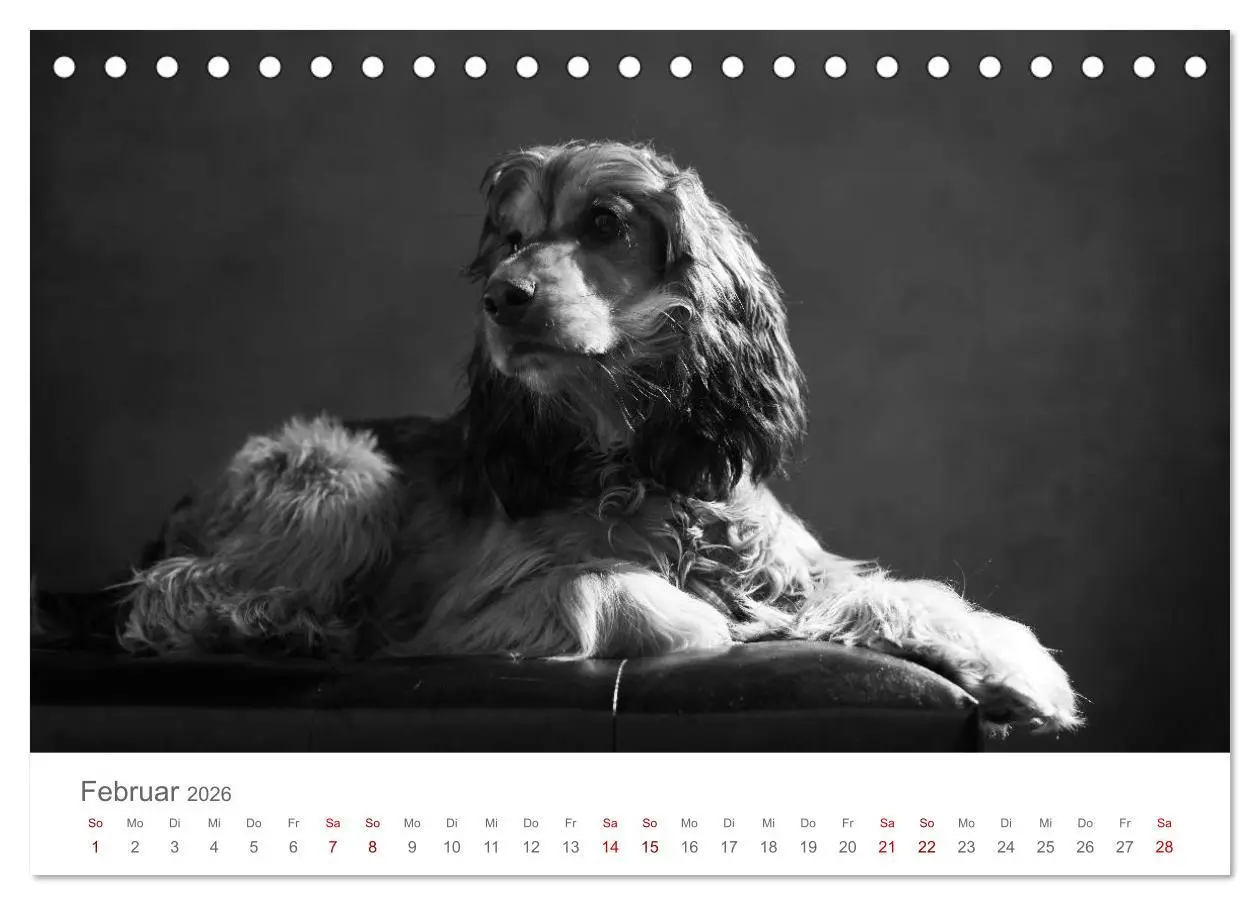Bild: 9783457896402 | Hundeportraits Fine Art (Tischkalender 2026 DIN A5 quer), CALVENDO...
