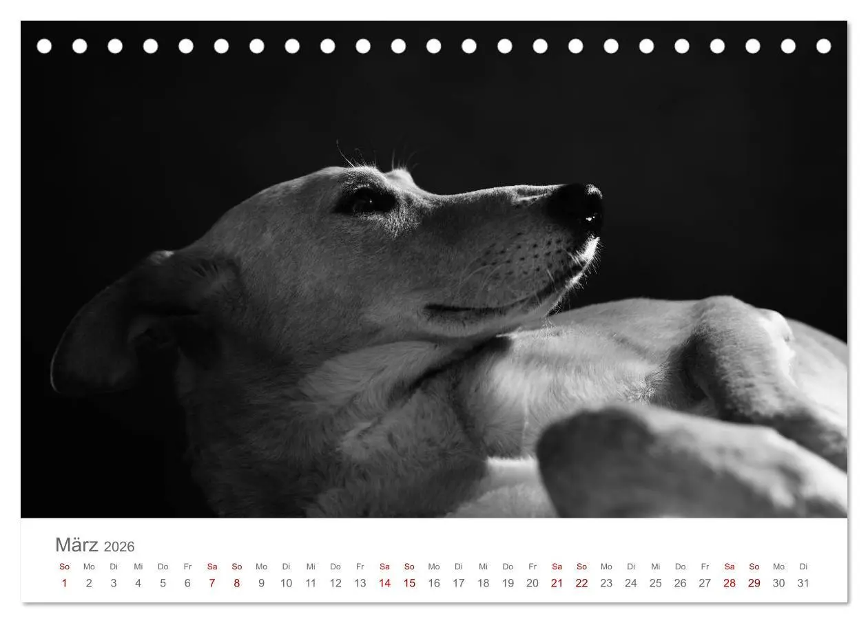 Bild: 9783457896402 | Hundeportraits Fine Art (Tischkalender 2026 DIN A5 quer), CALVENDO...