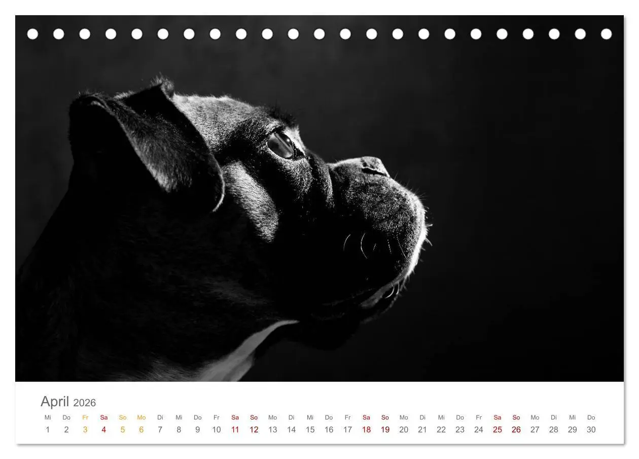 Bild: 9783457896402 | Hundeportraits Fine Art (Tischkalender 2026 DIN A5 quer), CALVENDO...