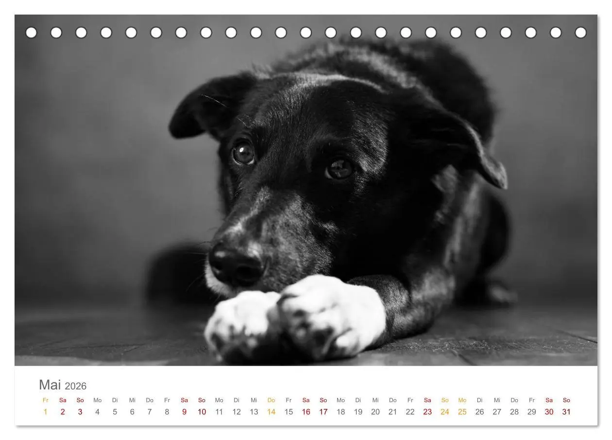 Bild: 9783457896402 | Hundeportraits Fine Art (Tischkalender 2026 DIN A5 quer), CALVENDO...