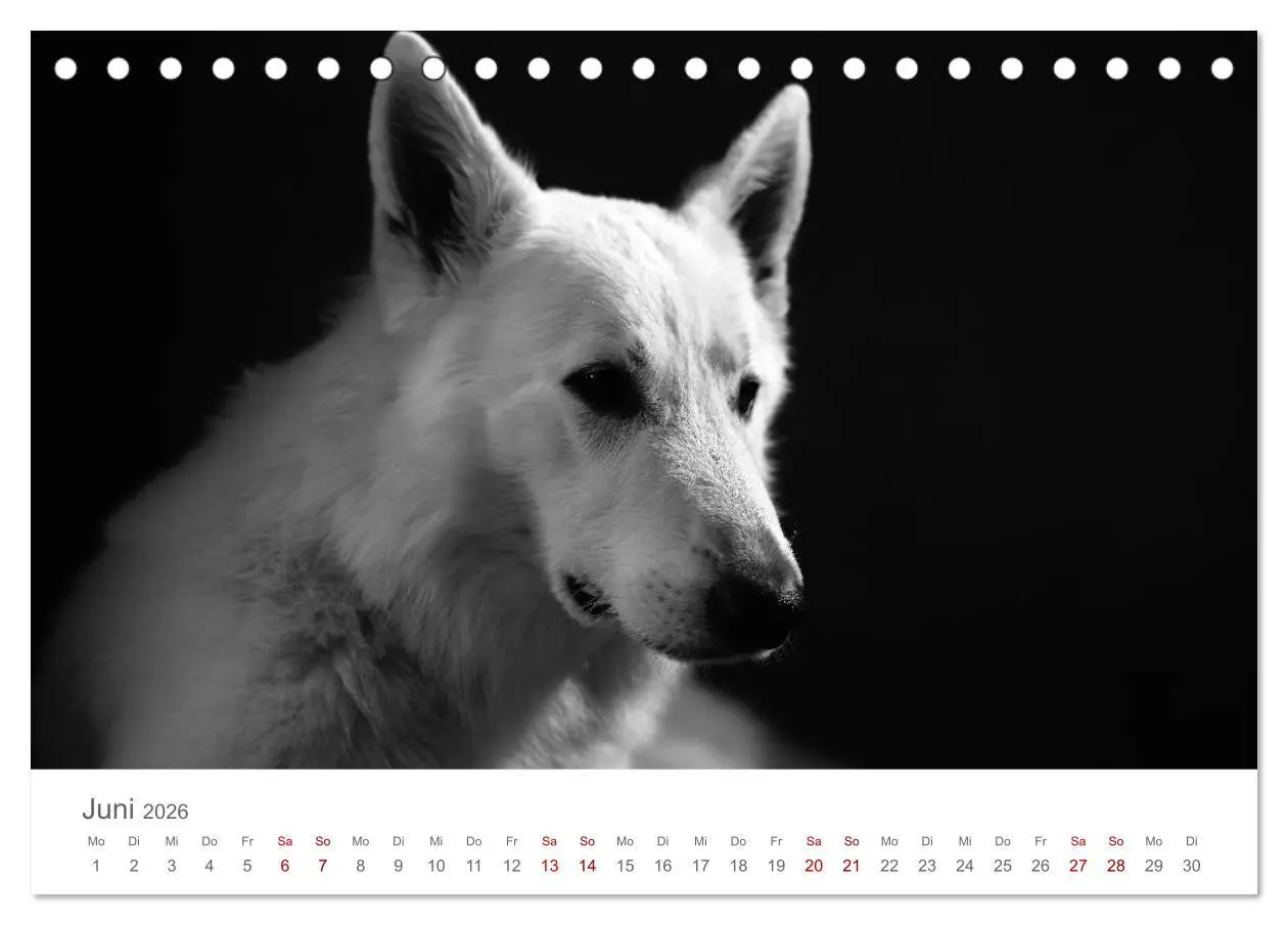Bild: 9783457896402 | Hundeportraits Fine Art (Tischkalender 2026 DIN A5 quer), CALVENDO...