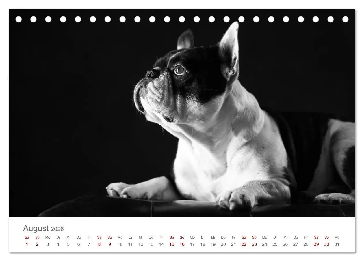 Bild: 9783457896402 | Hundeportraits Fine Art (Tischkalender 2026 DIN A5 quer), CALVENDO...