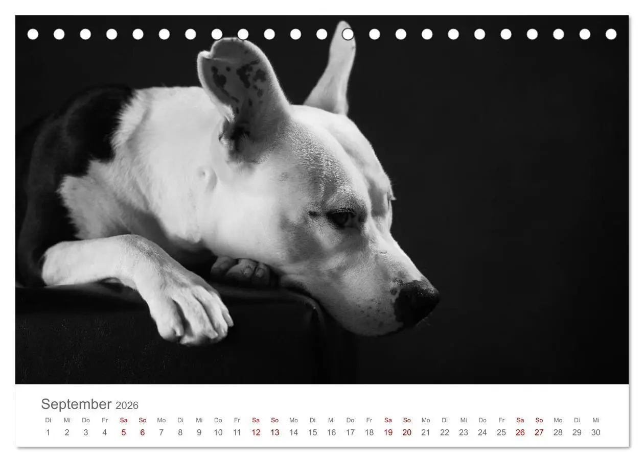 Bild: 9783457896402 | Hundeportraits Fine Art (Tischkalender 2026 DIN A5 quer), CALVENDO...